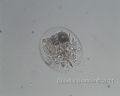 Testudinella sp.